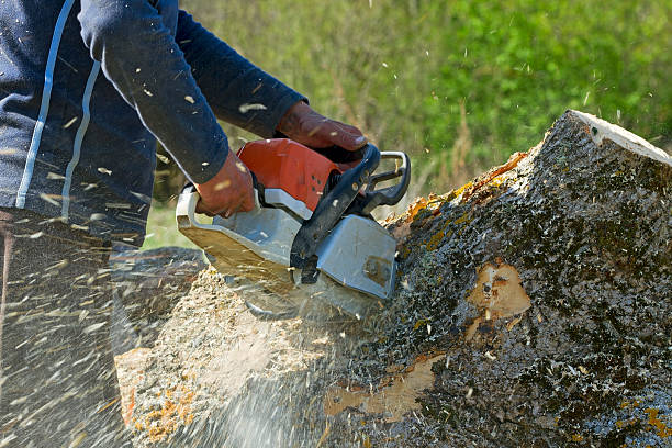 How Our Tree Care Process Works  in  Evergreen Park, IL